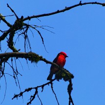 Bird in the National Park Reserva Nacional Lomas de Lachay